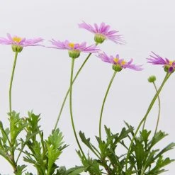 Shrubs Brachyscome Fresco Purple