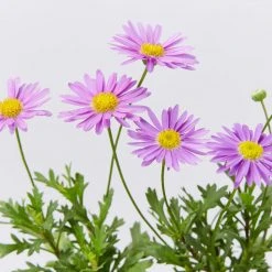 Shrubs Brachyscome Fresco Purple