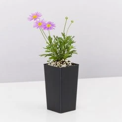 Shrubs Brachyscome Fresco Purple