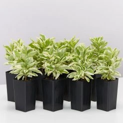 Shrubs Brunfelsia Latifolia Compacta Variegata