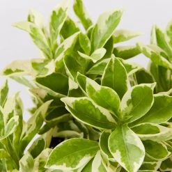 Shrubs Brunfelsia Latifolia Compacta Variegata