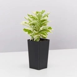 Shrubs Brunfelsia Latifolia Compacta Variegata