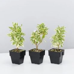 Outlet Plants in a box Store 54 Shrubs Brunfelsia Latifolia Compacta Variegata - 85mm