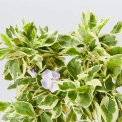 Shrubs Brunfelsia Latifolia Compacta Variegata - 85mm