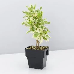 Shrubs Brunfelsia Latifolia Compacta Variegata - 85mm