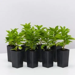 Shrubs Brunfelsia Latifolia "Yesterday, Today And Tomorrow"