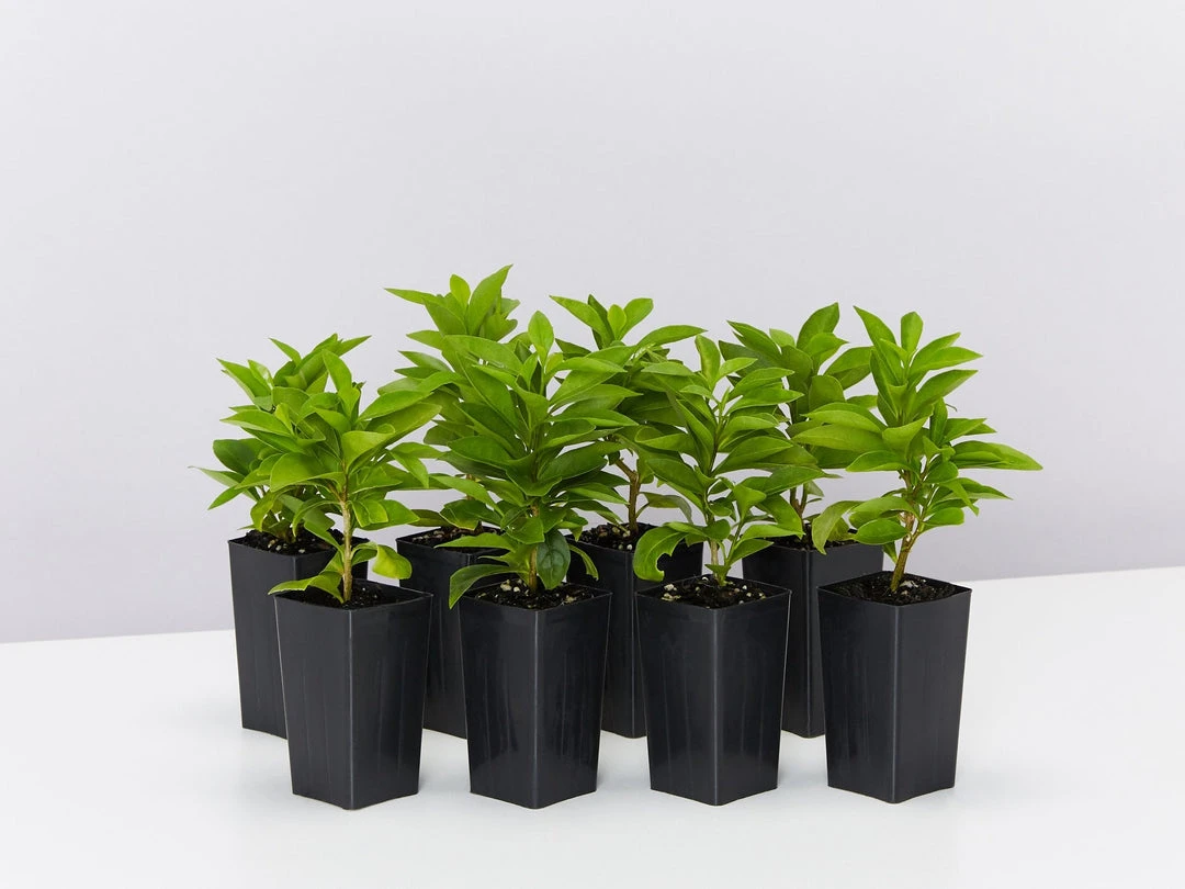 Shrubs Brunfelsia Latifolia "Yesterday, Today And Tomorrow" 3 Shrubs Brunfelsia Latifolia "Yesterday, Today And Tomorrow"