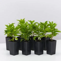 Shrubs Brunfelsia Latifolia Sweet Petite