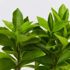 Shrubs Brunfelsia Latifolia Sweet Petite