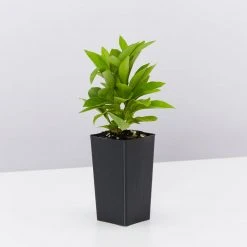 Shrubs Brunfelsia Latifolia Sweet Petite