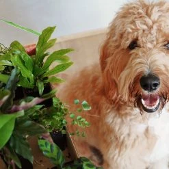 Indoor Garden Pet-Friendly Indoor Plant Pack 😀 27 Indoor Garden Pet-Friendly Indoor Plant Pack ????