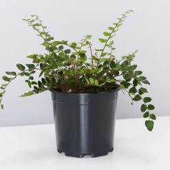 Pot + Plant Gift Box The Fern Gift Box - Pot + Plant + Soil Easy Care Plants