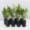 Buxus Harlandii Mystique Low Growing Hedge Shrubs