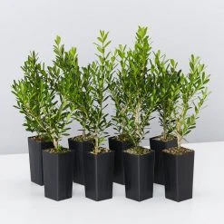 Buxus Harlandii Mystique Low Growing Hedge Shrubs