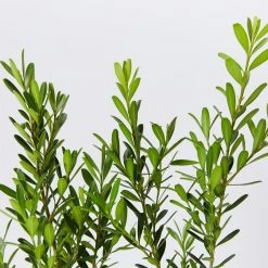 Buxus Harlandii Mystique Low Growing Hedge Shrubs 9 Buxus Harlandii Mystique Low Growing Hedge Shrubs
