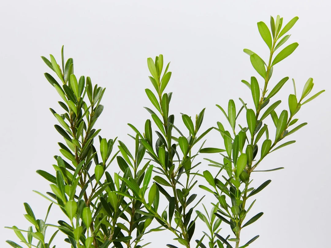 Buxus Harlandii Mystique Low Growing Hedge Shrubs 5 Buxus Harlandii Mystique Low Growing Hedge Shrubs