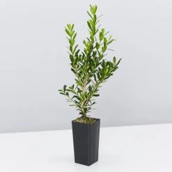 Buxus Harlandii Mystique Low Growing Hedge Shrubs 10 Buxus Harlandii Mystique Low Growing Hedge Shrubs