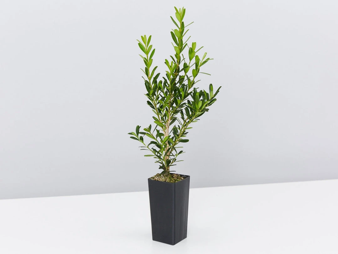 Buxus Harlandii Mystique Low Growing Hedge Shrubs 6 Buxus Harlandii Mystique Low Growing Hedge Shrubs