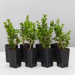 Hedge Buxus Microphylla 'Faulkner'