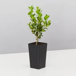 Hedge Buxus Microphylla 'Faulkner'