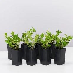 Hedge Buxus Microphylla Japonica Hedging Plants