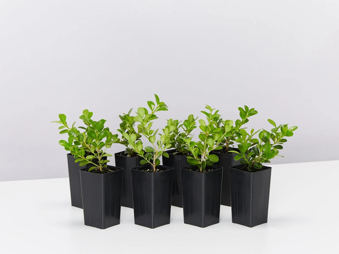 Hedge Buxus Microphylla Japonica Hedging Plants 3 Hedge Buxus Microphylla Japonica Hedging Plants