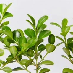 Hedge Buxus Microphylla Japonica Hedging Plants