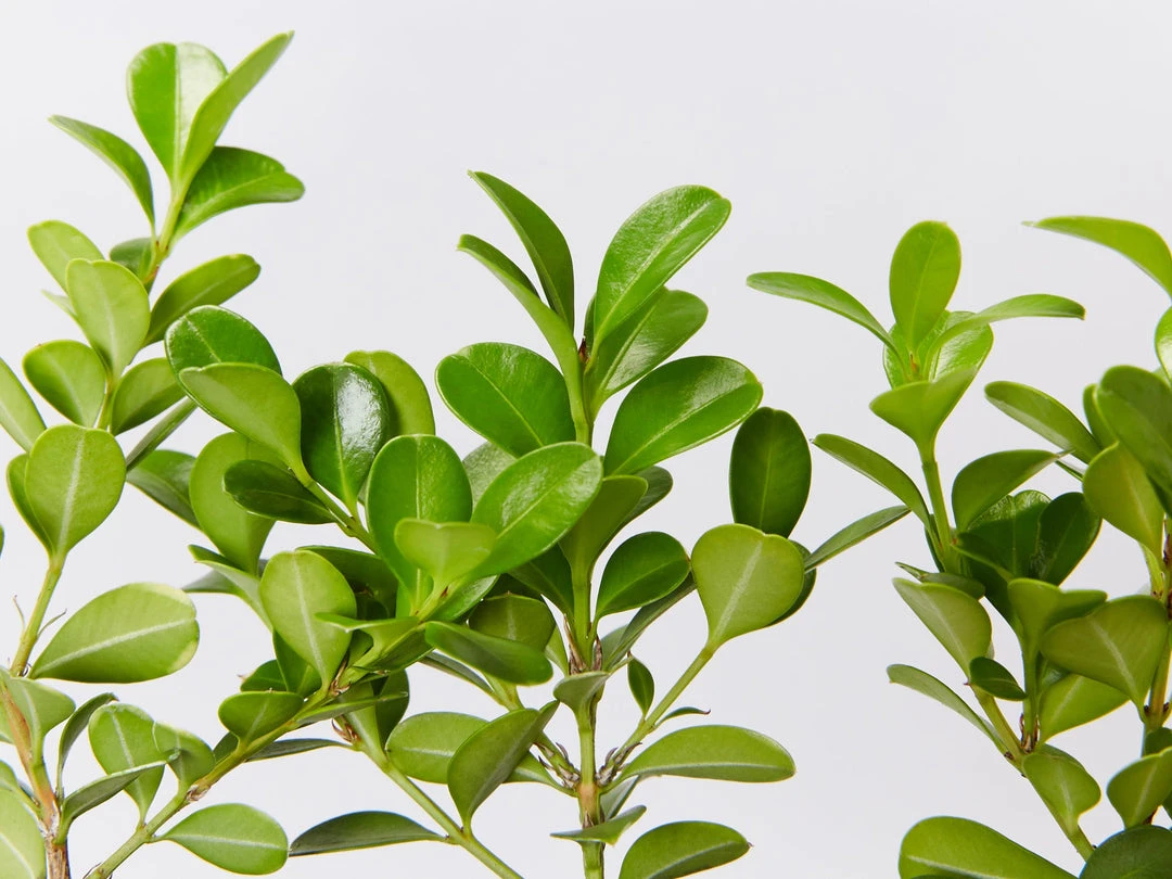 Hedge Buxus Microphylla Japonica Hedging Plants 4 Hedge Buxus Microphylla Japonica Hedging Plants