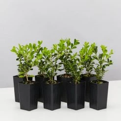 Shrubs Buxus Microphylla Microphylla Korean Box Hedge