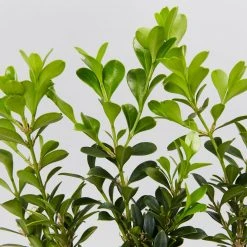 Shrubs Buxus Microphylla Microphylla Korean Box Hedge