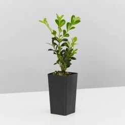 Shrubs Buxus Microphylla Microphylla Korean Box Hedge