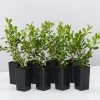 Hedge Shrubs Buxus Sempervirens