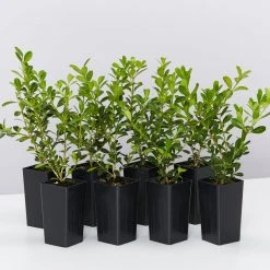Hedge Shrubs Buxus Sempervirens