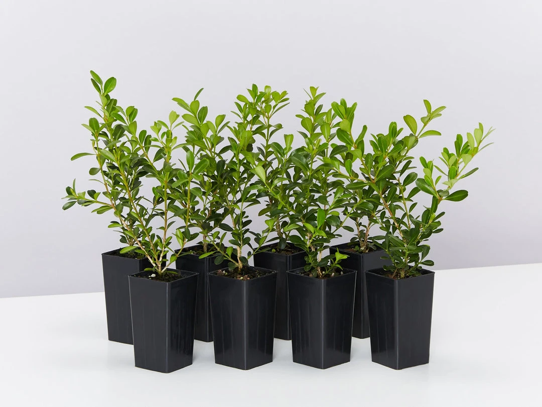 Hedge Shrubs Buxus Sempervirens 3 Hedge Shrubs Buxus Sempervirens