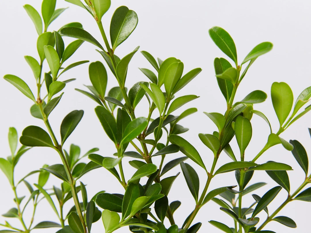 Hedge Shrubs Buxus Sempervirens 6 Hedge Shrubs Buxus Sempervirens