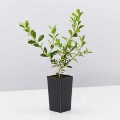 Hedge Shrubs Buxus Sempervirens 9 Hedge Shrubs Buxus Sempervirens