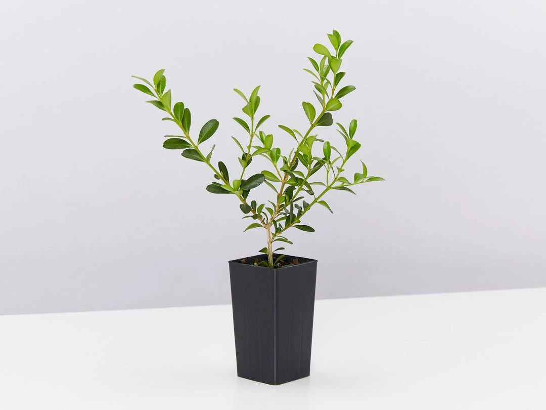 Hedge Shrubs Buxus Sempervirens 5 Hedge Shrubs Buxus Sempervirens