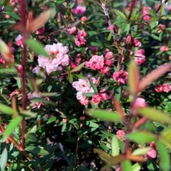 Shrubs Leptospermum Scoparium Ballerina Hedging Plants