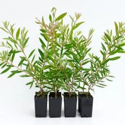 Shrubs Callistemon Mauve Mist