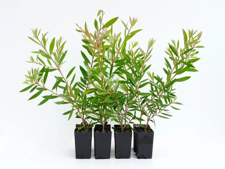 Shrubs Callistemon Mauve Mist 4 Shrubs Callistemon Mauve Mist