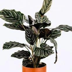 Indoor Garden Calathea Ornata Sanderiana Pet-Friendly Outdoor 10 Indoor Garden Calathea Ornata Sanderiana Pet-Friendly Outdoor