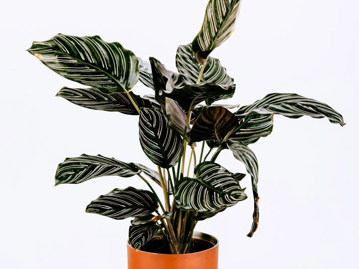 Indoor Garden Calathea Ornata Sanderiana Pet-Friendly Outdoor 6 Indoor Garden Calathea Ornata Sanderiana Pet-Friendly Outdoor