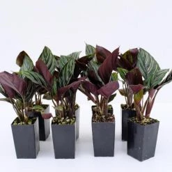 Indoor Garden Calathea Ornata Sanderiana Pet-Friendly Outdoor 9 Indoor Garden Calathea Ornata Sanderiana Pet-Friendly Outdoor