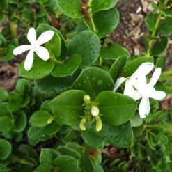 Hedge Carissa Grandiflora 'Desert Star'