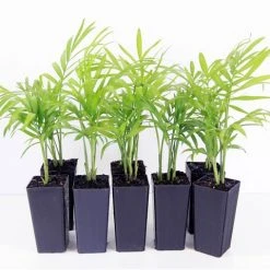 Indoor Garden Chamaedorea Elegans Parlor Palm