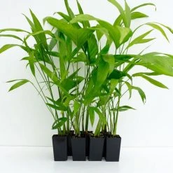 Indoor Garden Chamaedorea Klotzschiana Full Sun