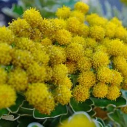 Shrubs Border Plants Chrysanthemum Silver And Gold