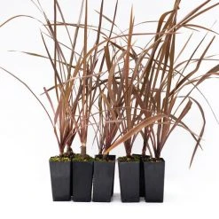 Shrubs Cordyline Purpurea 'Purple Cabbage Tree'