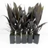 Shrubs Cordyline Fruticosa 'Caruba Black' Full Sun