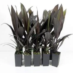 Shrubs Cordyline Mixed Pack 10 Shrubs Cordyline Mixed Pack